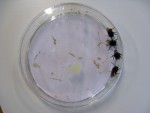 4 Wildbienenmännchen, aktiv geworden in der Wärme