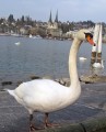 ... und auch er gehört zu Luzern: Der Schwan