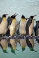 Königspinguine im Exotarium